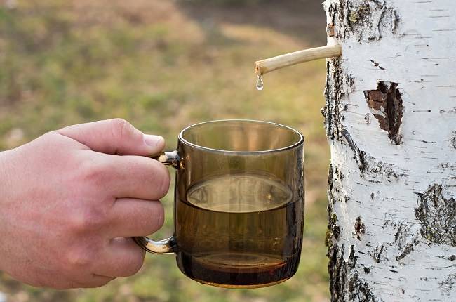 Ternyata Getah Pohon Birch Punya Manfaat Luar Biasa untuk Kesehatan