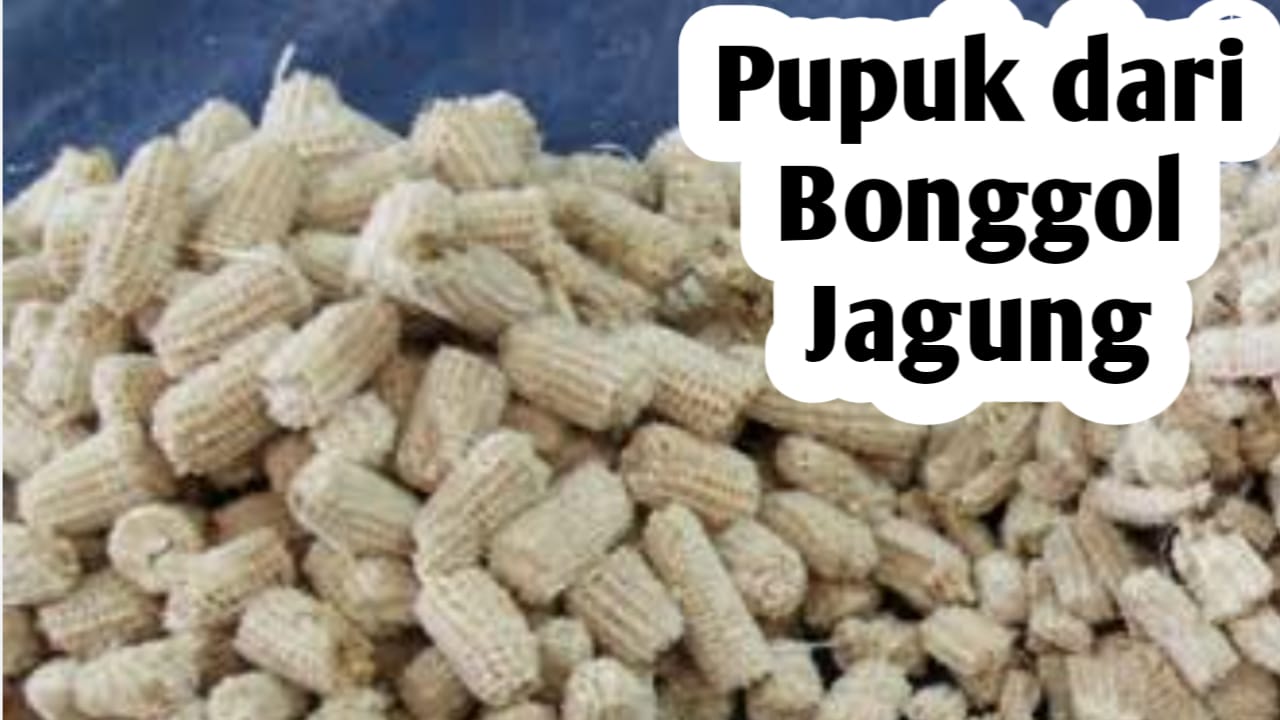 Manfaat Bonggol Jagung Sebagai Pupuk Tanaman