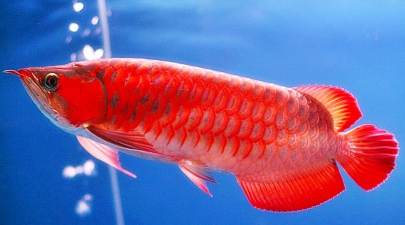Wajib Dipelihara! Ikan Hias Ini Dipercaya Bisa Datangkan Keberuntungan dan Rezeki
