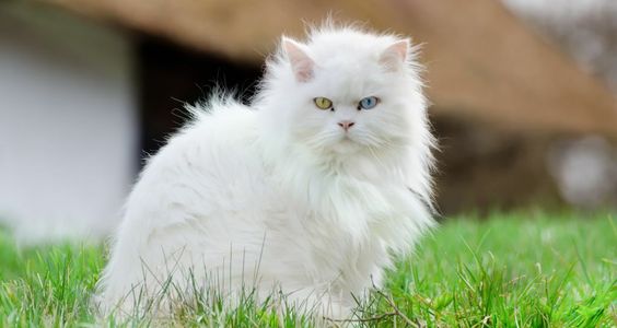 Hati-hati Kucing Campuran, Mengenal Ciri dan Karakteristik Kucing Anggora Sebelum Membelinya 