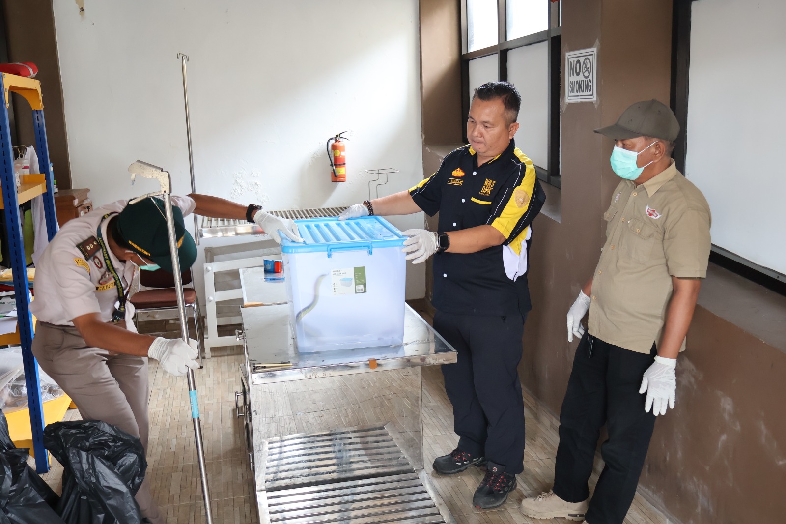 Ular Terbang Disamarkan Sebagai Obat Herbal, Balai Karantina Bengkulu Gagalkan Pengiriman Ilegal di Bandara