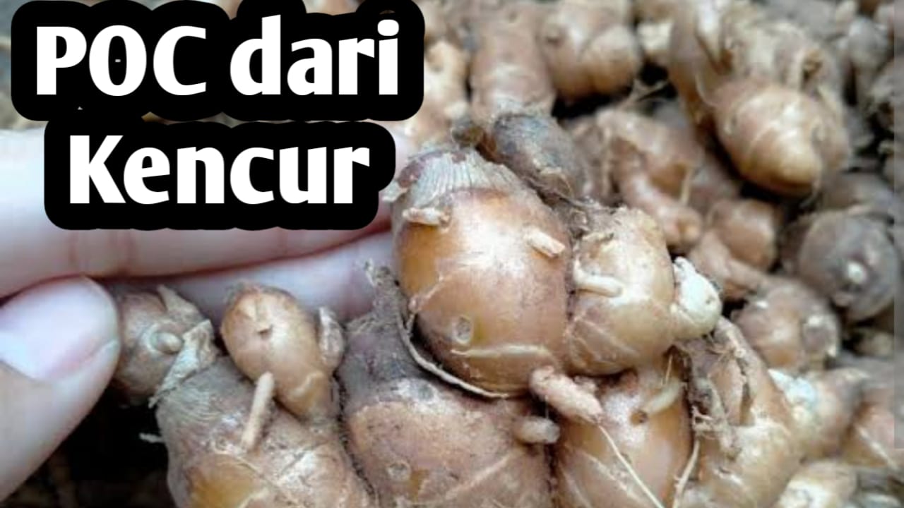 Manfaat Pupuk Organik Cair dari Kencur, Juga Sebagai Bioinsektisida