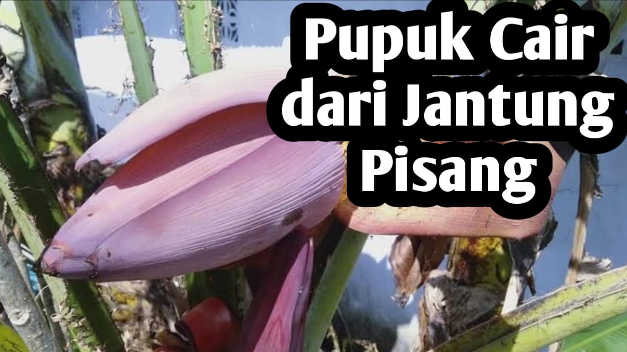 Cara Membuat Pupuk Cair dari Jantung Pisang