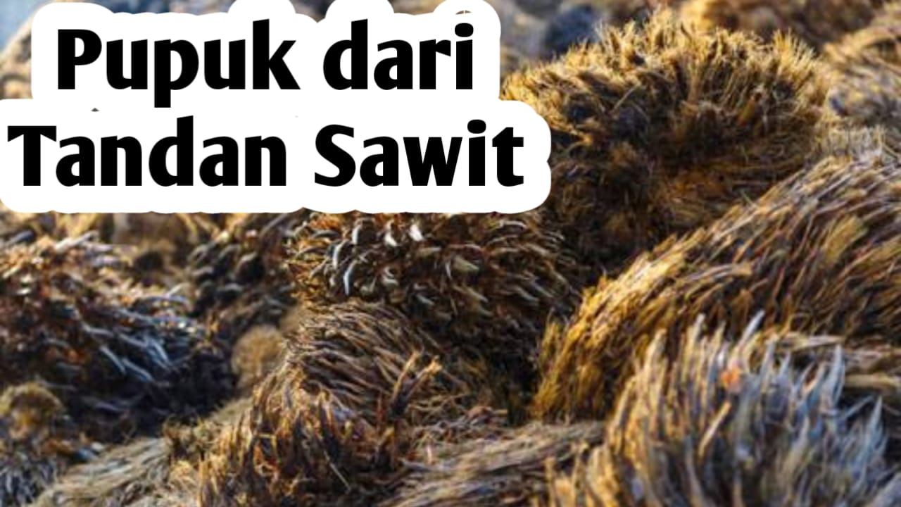 Cara Membuat Pupuk dari Tandan Sawit, Ini Kandungan Nutrisinya untuk Tanaman