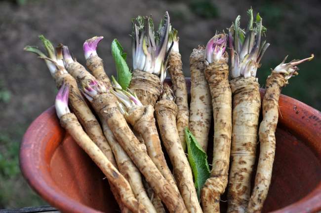 Horseradish: Kandungan Nutrisi, Manfaat, dan Cara Mengonsumsinya