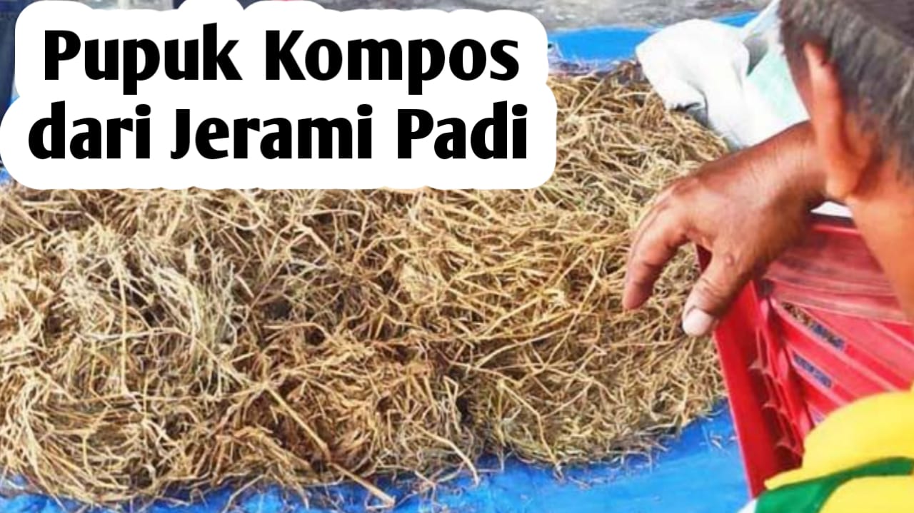 Cara Membuart Pupuk Kompos dari Jerami Padi