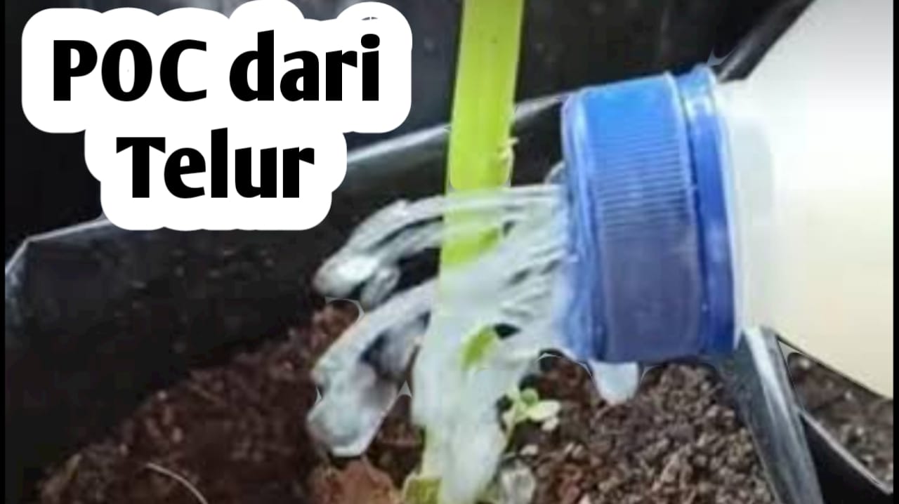 Cara Membuat Pupuk Cair dari Telur, Ini Manfaatnya untuk Tanaman