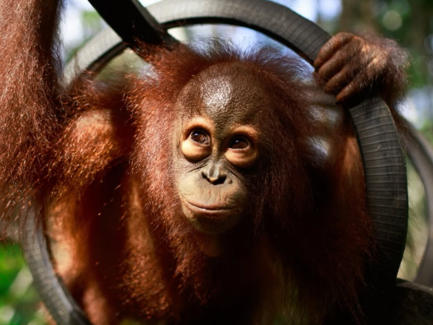 Kabut Asap Karhutla Tak Kunjung Hilang, Warga Samarinda Khawatirkan Nasib Orangutan