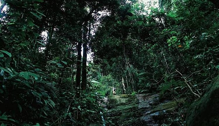 Misteri Desa Tumbal di Hutan Borneo