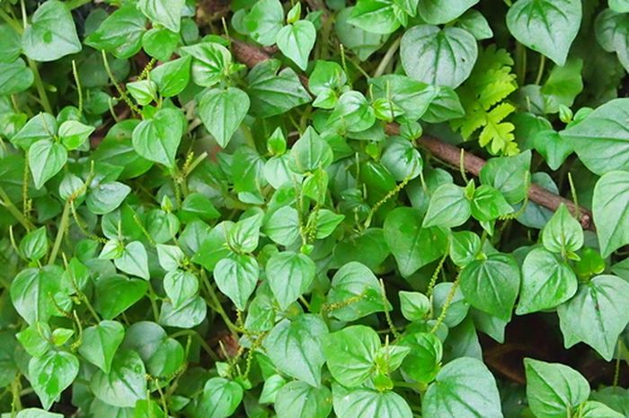 Berbahan Herbal, Tips Ini Bantu Hempas Pori-pori Besar dan Komedo