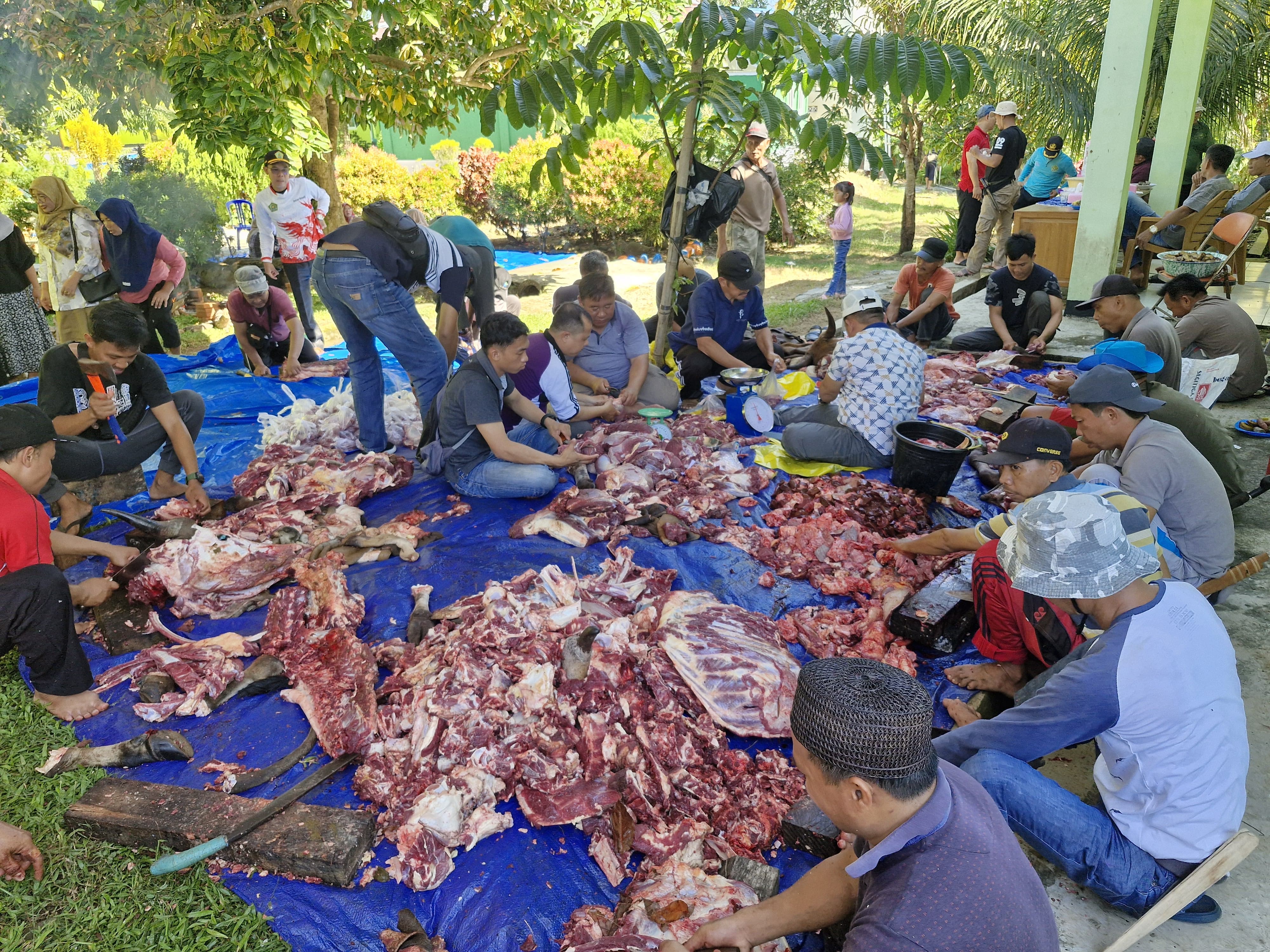 Kecamatan Tanjung Kemuning Hingga Nasal Terbanyak Gelar Pemotongan Hewan Kurban 1447 H  