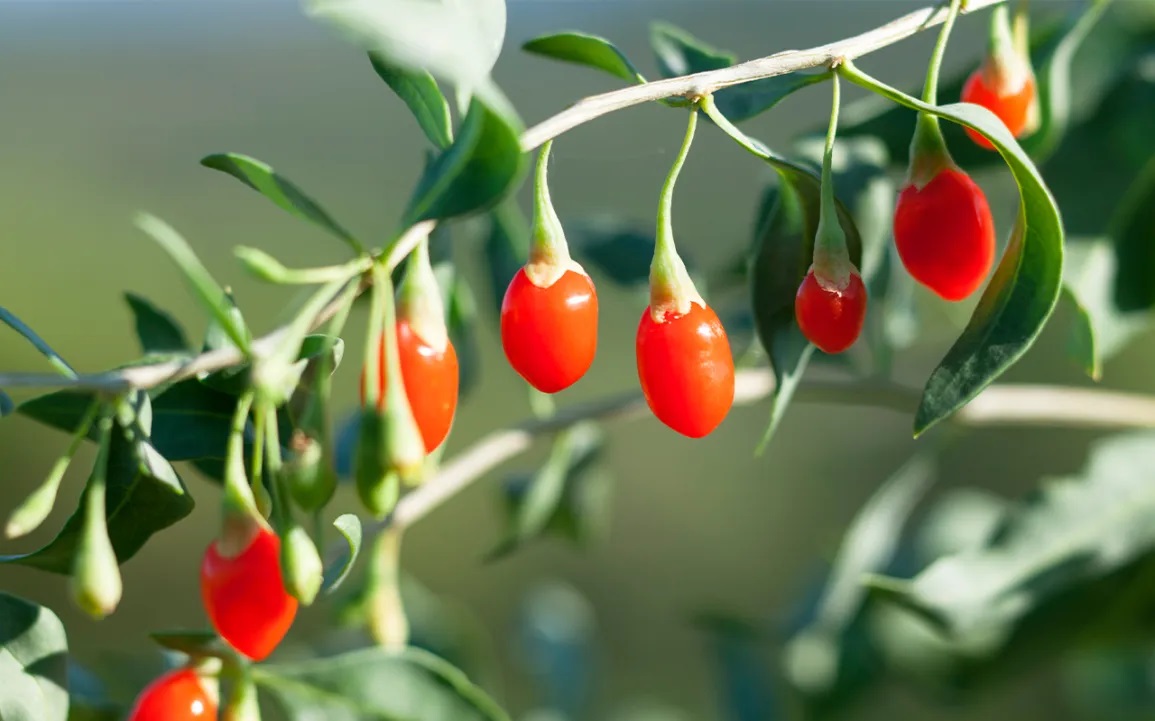 Manfaat Buah Goji Berry bagi Kesehatan dan Cara Mengonsumsinya