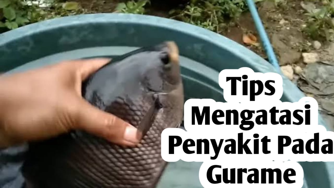 Tips Mengatasi Hama dan Penyakit Ikan Gurame, Simpak Selengkapnya