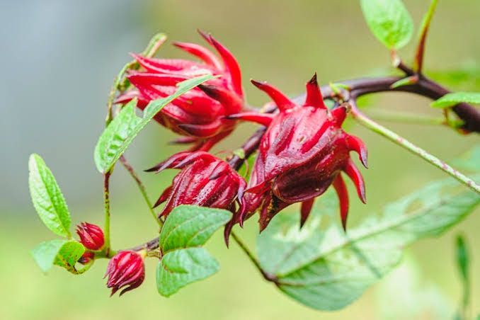 Tak Hanya Cantik di Taman, Ini  Dia Manfaat Luar Biasa Bunga Rosela bagi Kesehatan