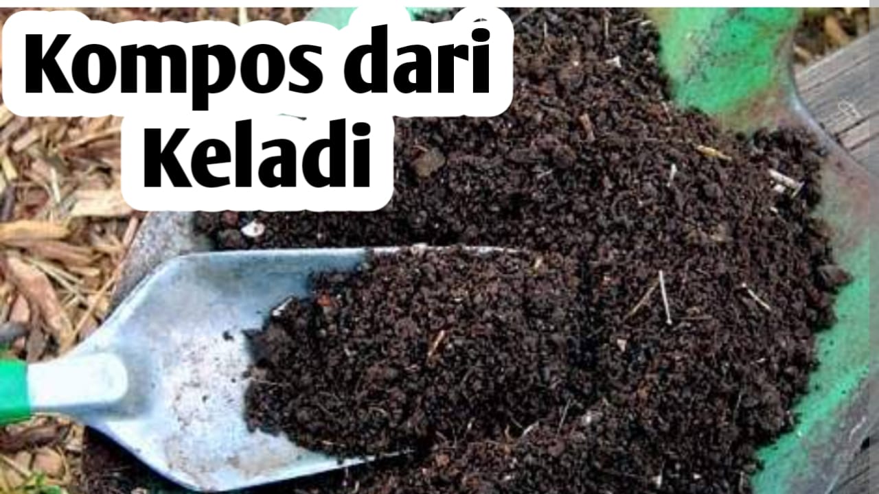 Membuat Pupuk Kompos dari Keladi, Ini Manfaatnya Bagi Tanaman