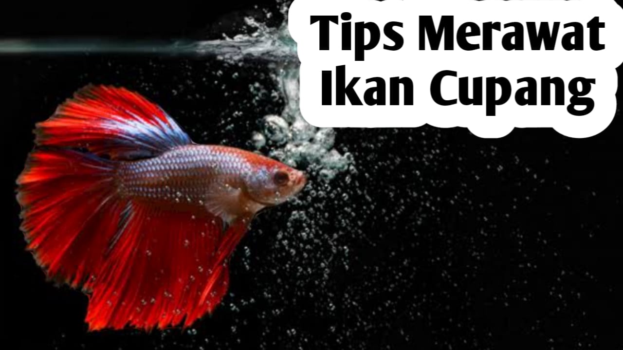 Tips Merawat Ikan Cupang Agar Cepat Besar, Lakukan 10 Cara Ini