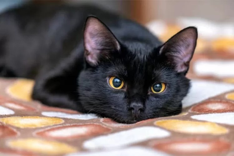 Pelihara Kucing Berwarna Hitam Pembawa Sial! Mitos Atau Fakta?