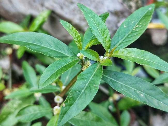 Orang-aring: Tanaman Herba yang Punya Banyak Manfaat