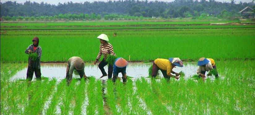 462 Hektar Sawah di Kota Bengkulu Tak Boleh Dialihfungsikan