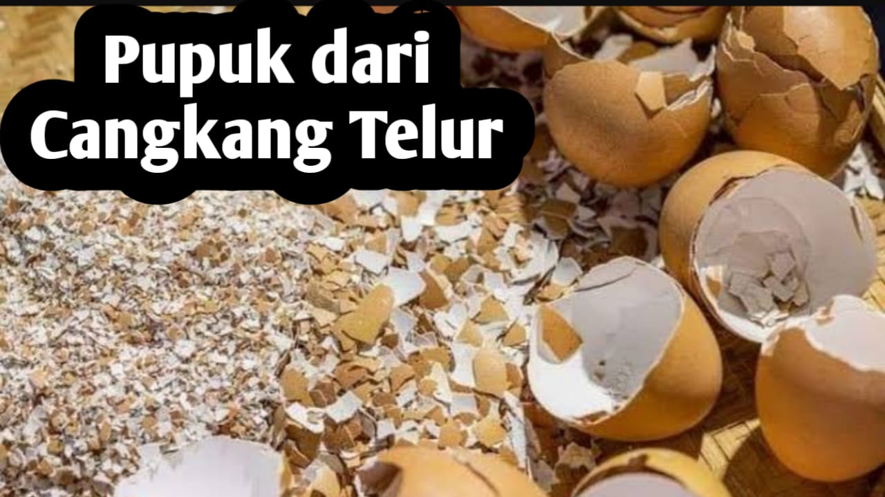 Membuat Pupuk dari Cangkang Telur, Ini Langkah yang Harus Dilakukan