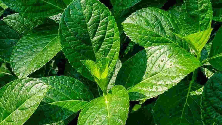 Daun Pecah Beling, Herbal Ampuh Penyakit Kronis