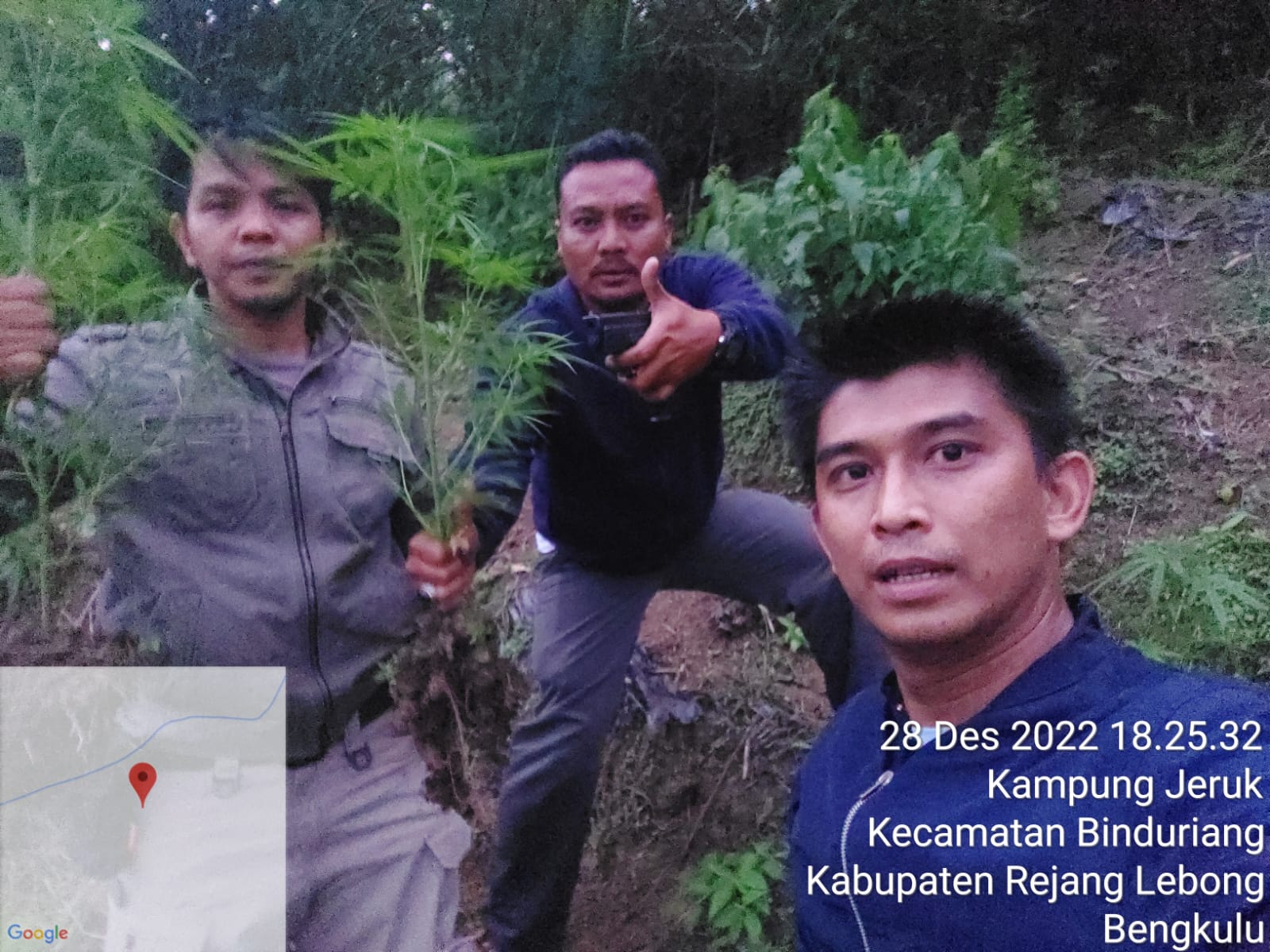 Polisi Temukan 1 Hektare Ladang Ganja di Rejang Lebong