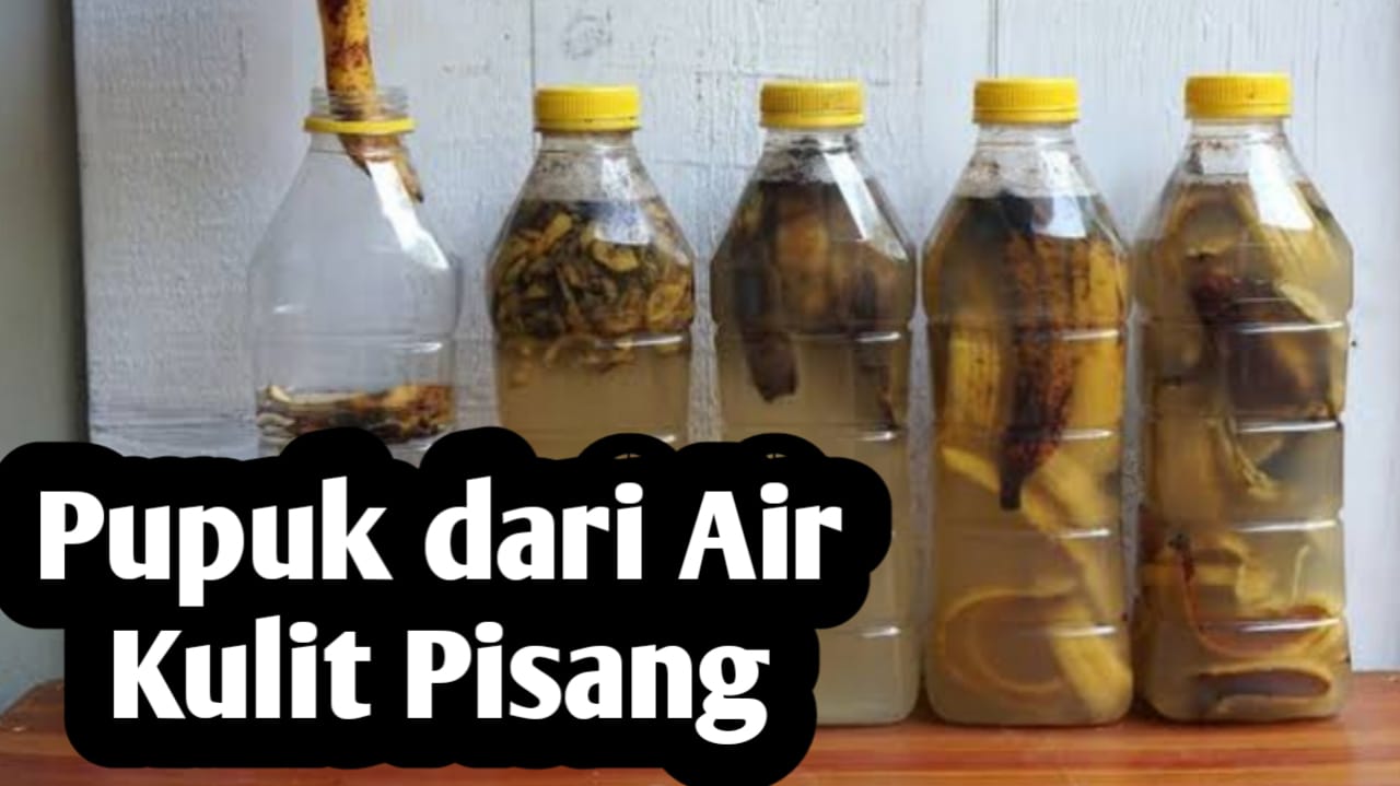 Pupuk dari Air Kulit Pisang, Ini Manfaatnya bagi Tanaman