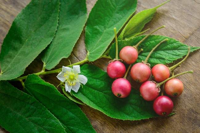 Ini Dia 11 Manfaat Buah Kersen bagi Kesehatan Tubuh