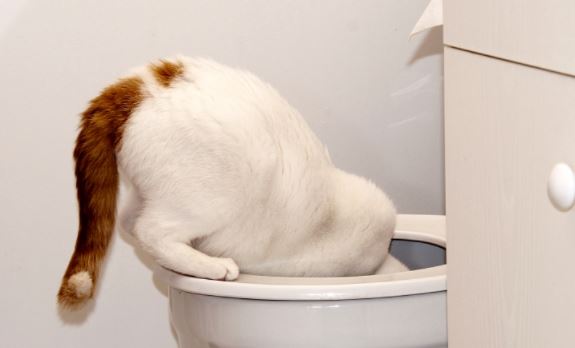 Mau Tau Kenapa Kucing Suka Minum Air Toilet? Ini Dia Alasanya