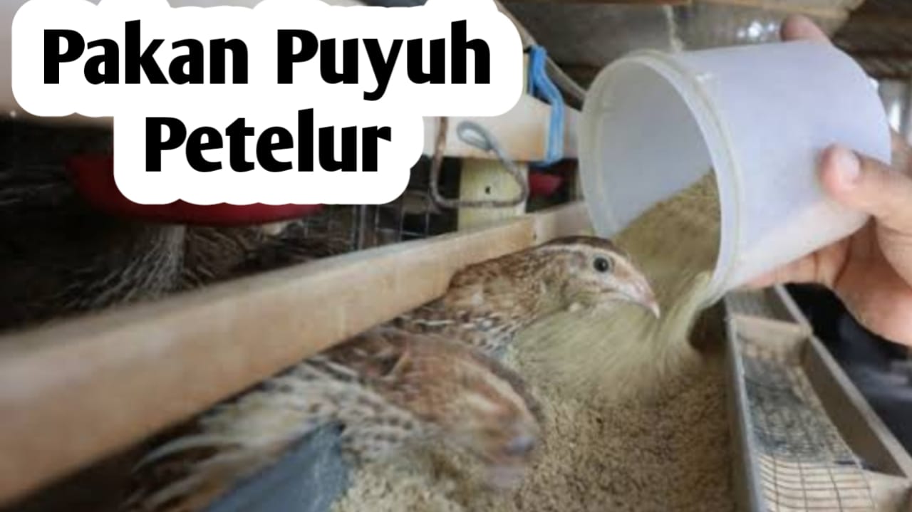 Tips Memberi Pakan Burung Puyuh Petelur yang Bernutrisi