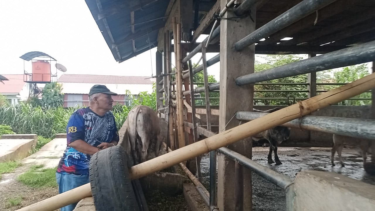 Pesanan Sapi Kurban Masih Sepi, Peternak Prediksi Lonjakan Seminggu Sebelum Idul Adha