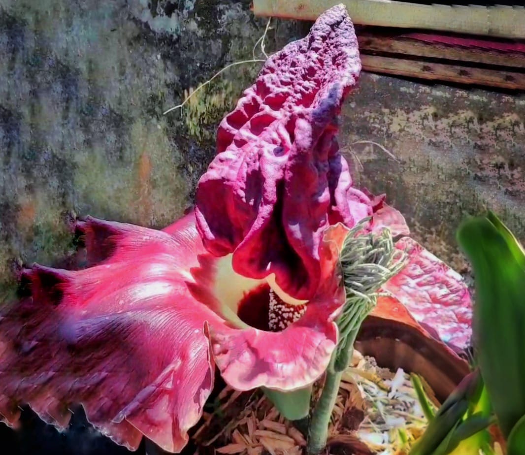 Dua Spesies Bunga Bangkai Tumbuh di Area Konservasi Universitas Bengkulu