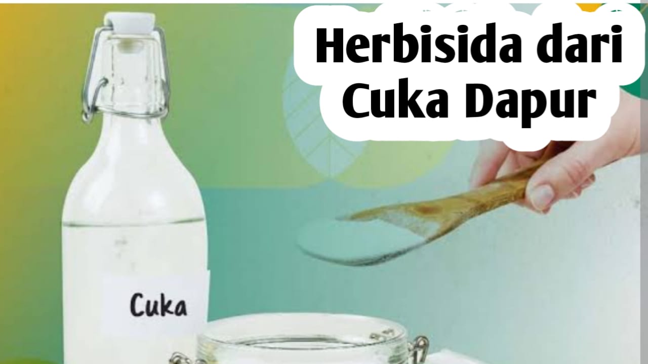 Cara Membuat Herbisida Alami dari Cuka