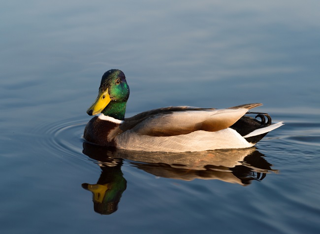 Waspada Duck Syndrome! Gangguan Psikologis yang Dialami Orang Dewasa Muda
