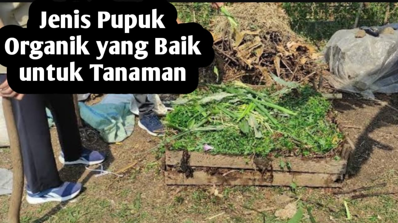 Ini Dia, 8 Jenis Pupuk Organik yang Baik untuk Tanaman, Mudah Dibuat di Rumah