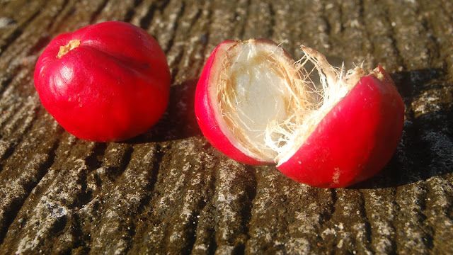 Tidak Boleh Dikonsumsi Sembarangan! Inilah Manfaat dan Cara Mengolah Buah Mahkota Dewa Untuk Jaga Kesehatan