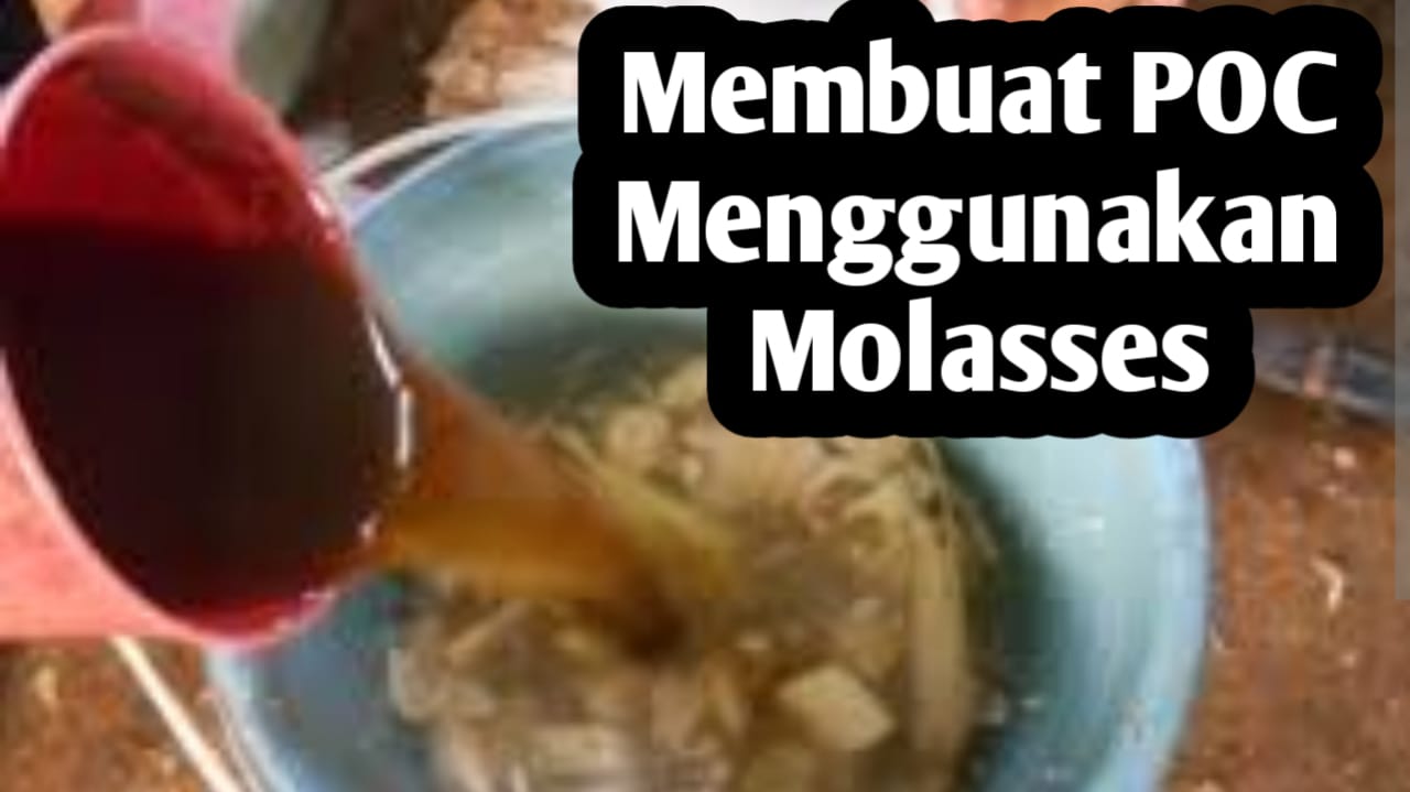 Ingin Membuat Pupuk Organik Cair dengan Menggunakan Molasses, Begini Caranya