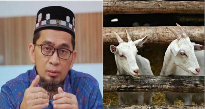 Ketentuan Umur Hewan Kurban untuk Idul Adha, Berikut Penjelasan Ustaz Adi Hidayat