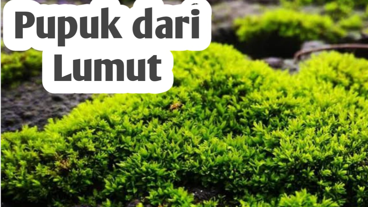 Manfaat Lumut, Juga Bisa Dijadikan Sebagai Pupuk Tanaman