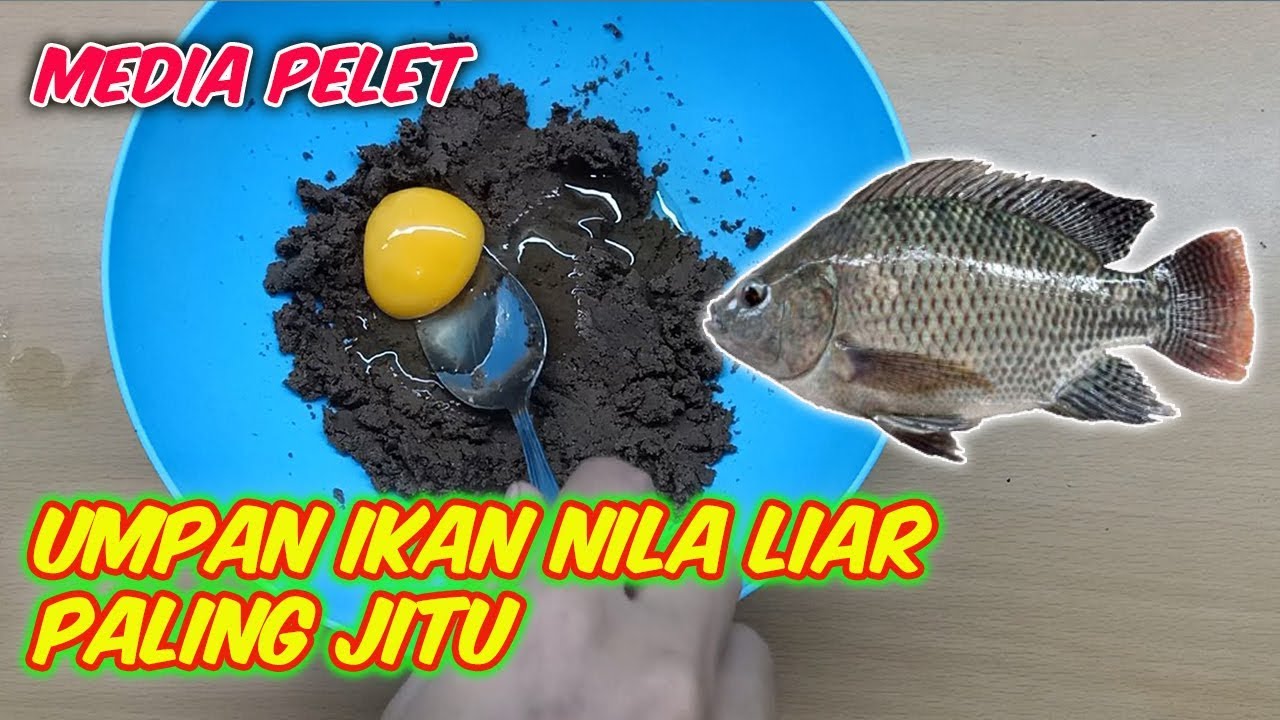 10 Umpan Ikan Nila Terbaik yang Harus Digunakan Pemancing