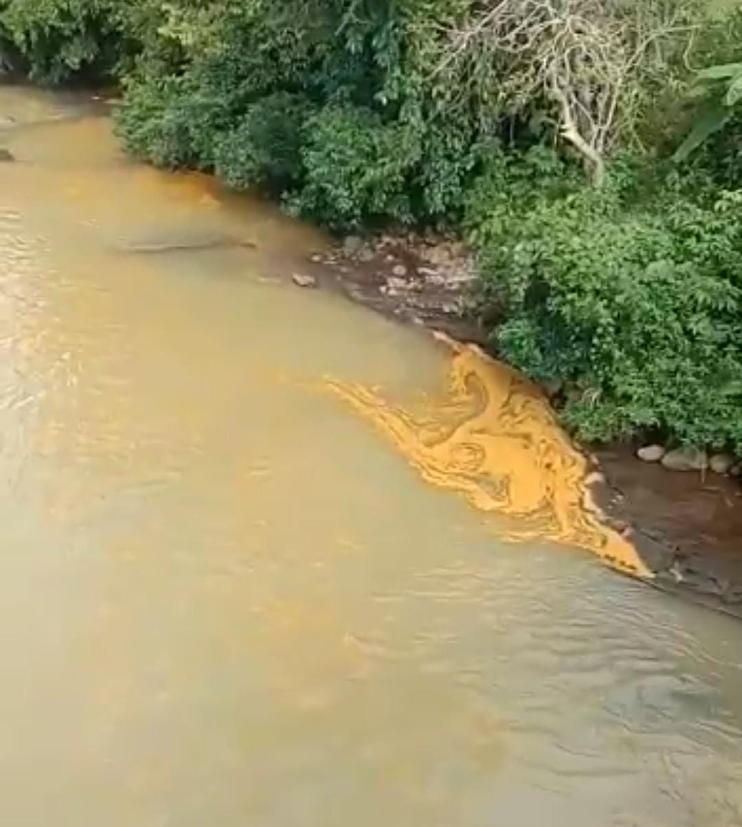 Ada Sungai di Bengkulu Utara Diduga Tercemar Limbah 