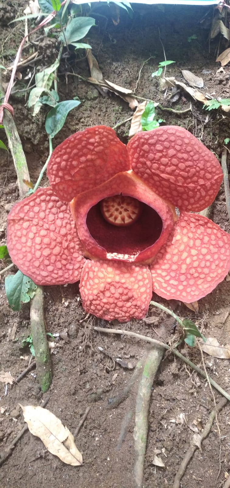 Bunga Rafflesia Kemumuthensis Mekar Sempurna di Kemumu