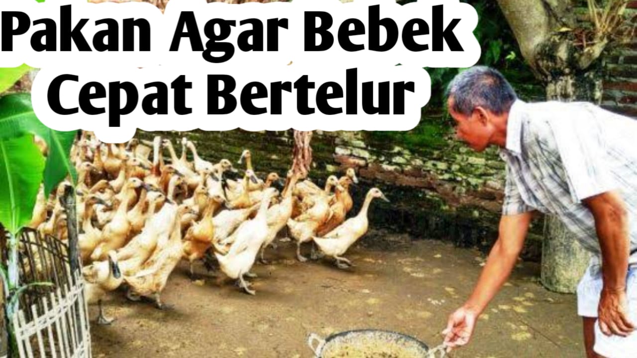 Tips Memilih Pakan Agar Bebek Cepat Bertelur