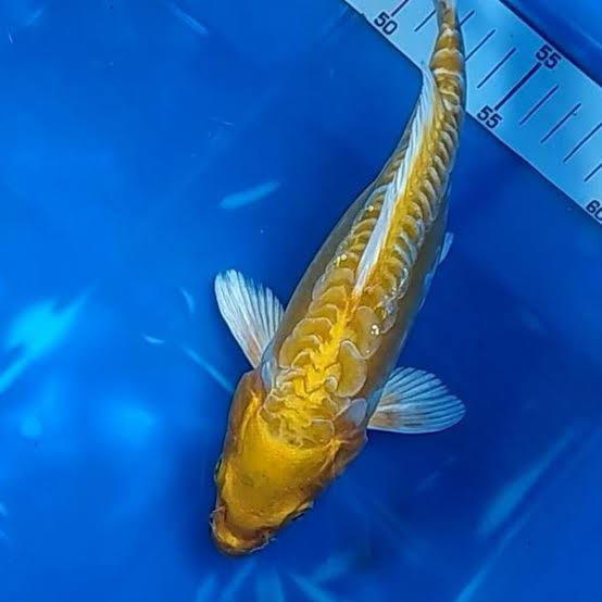 Ikan Koi Murahan Ini Kini Diburu, Dulu Rp 5 Ribuan Sekarang Harganya Jutaan