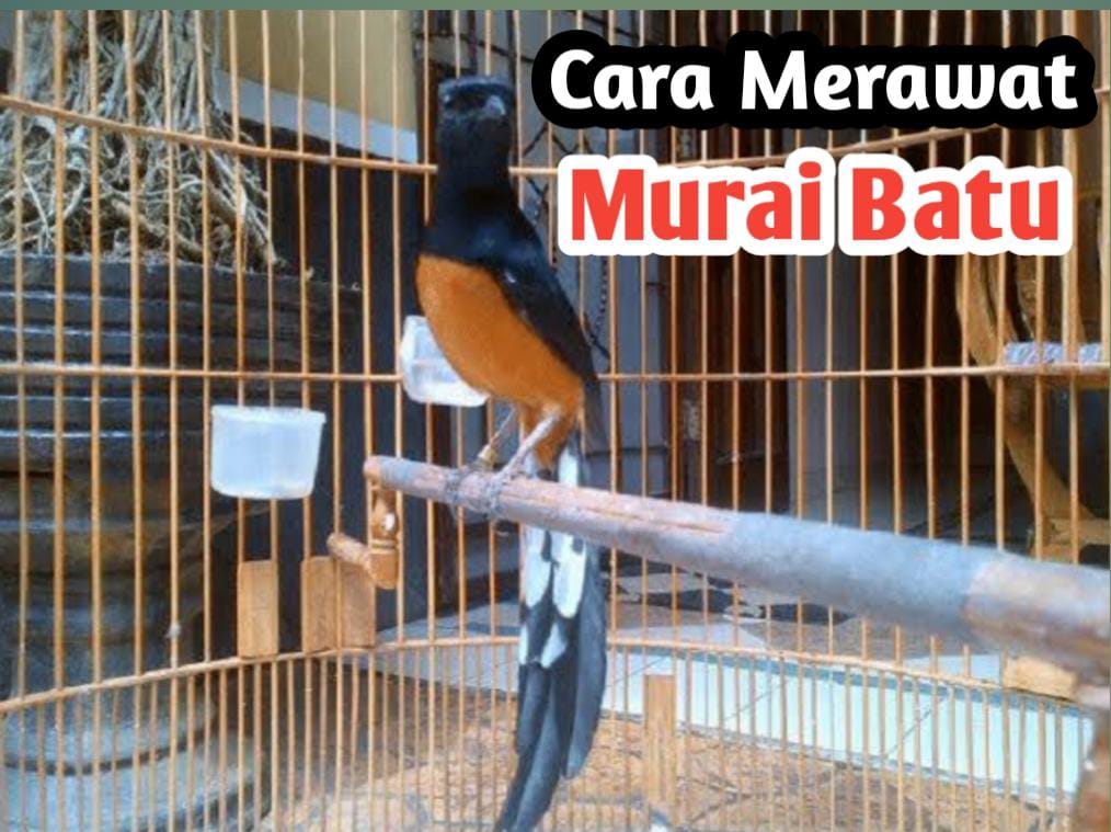 8 Tips Merawat Burung Murai Batu Agar Suaranya Lantang