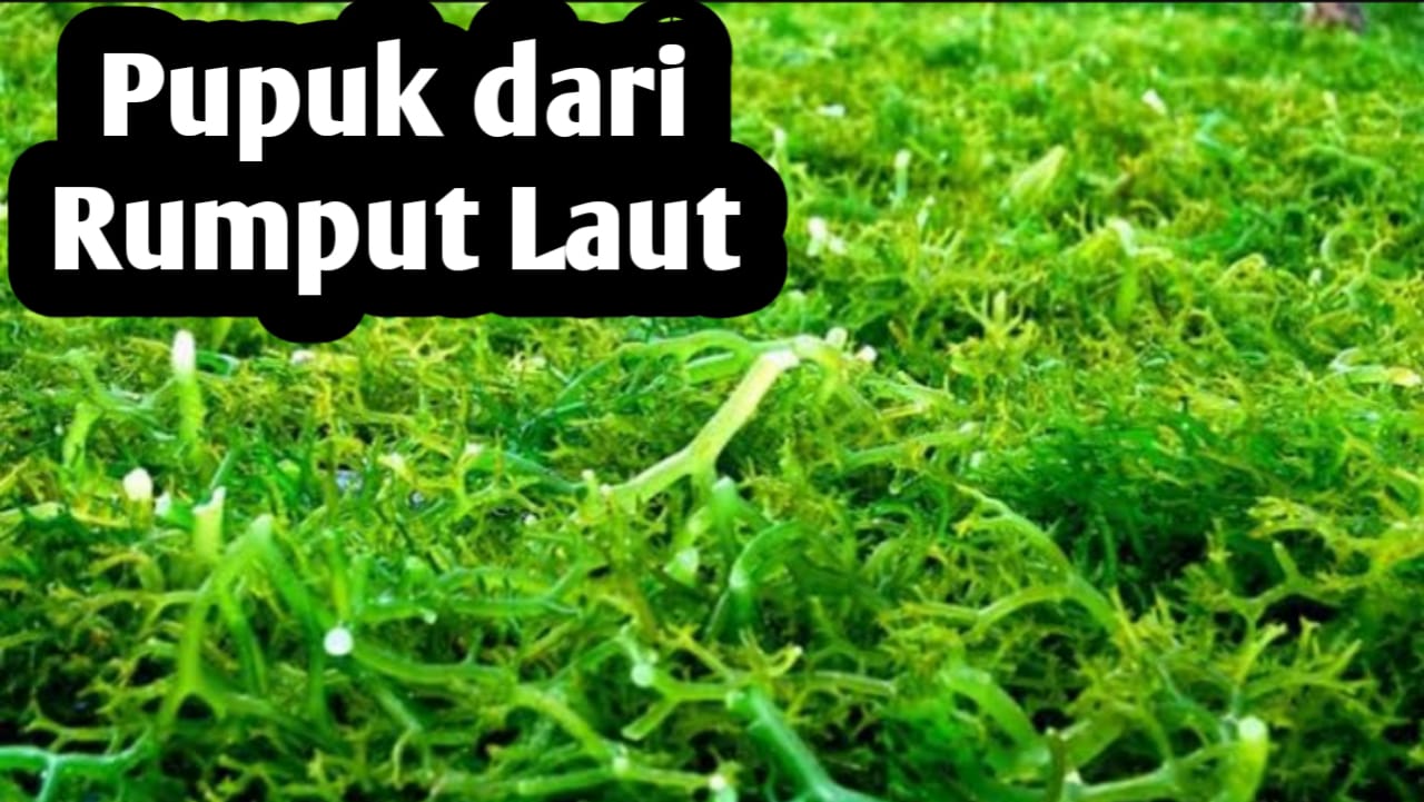 5 Manfaat Pupuk Organik dari Rumput Laut