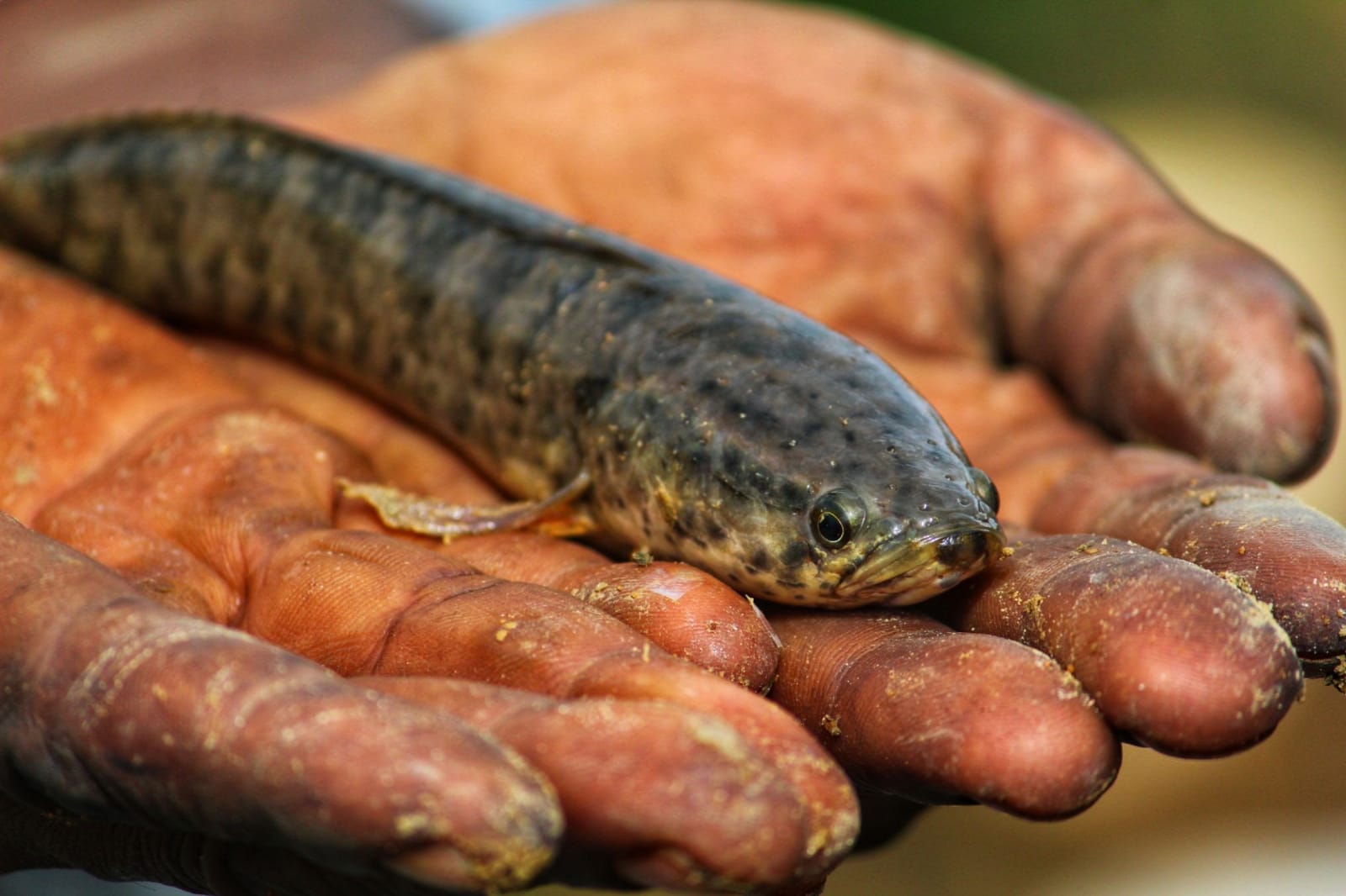 Amerika Anti Terhadap Ikan Gabus, Jika Ditemukan Harus Dibunuh