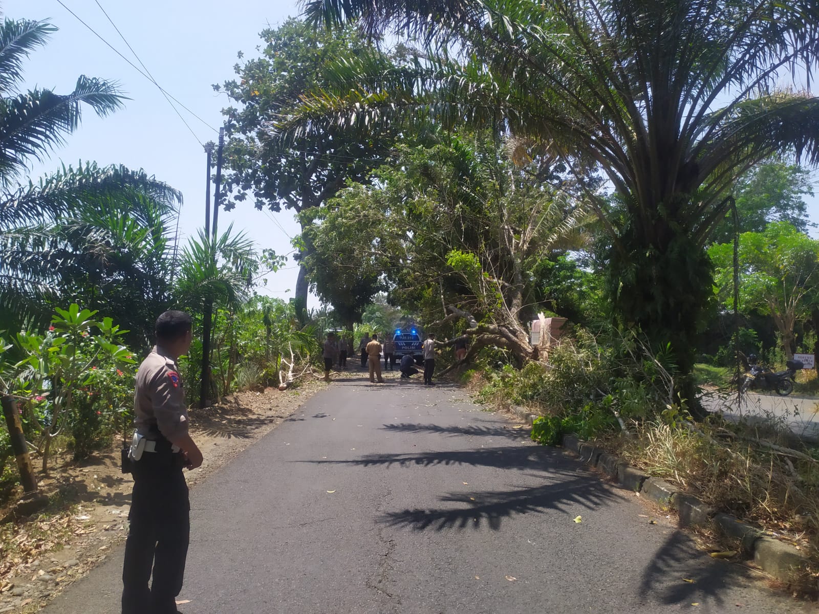 Hendak ke Kampus, 2 Orang Mahasiswi Tertimpa Pohon di Jalan Citandui