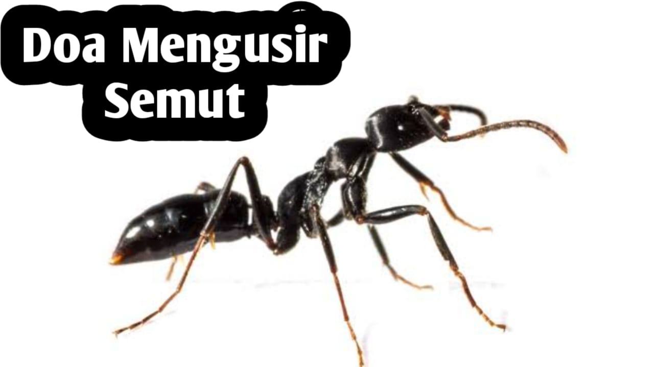 Doa Nabi Sulaiman AS untuk Mengusir Semut, Cara Halus Tanpa Membunuh