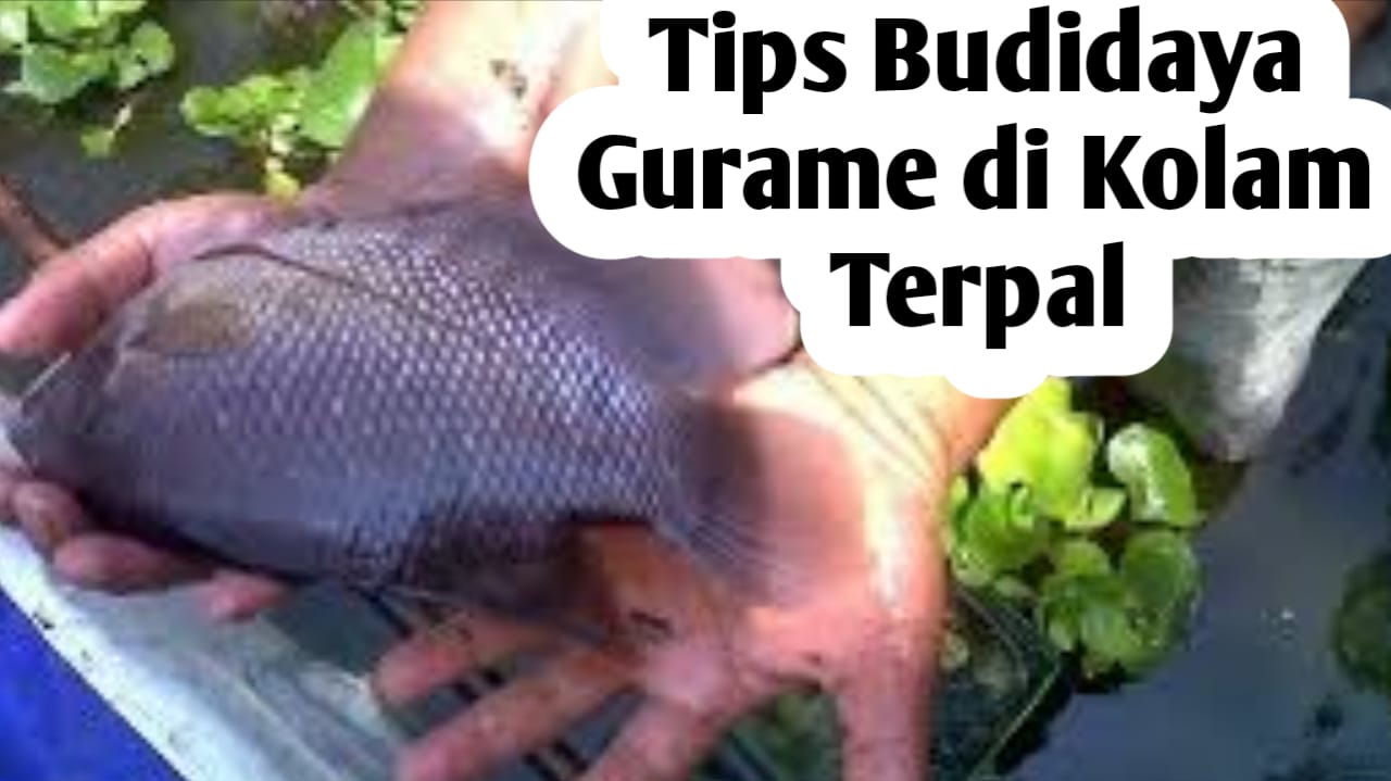 Tips Budidaya Gurame di Kolam Terpal, Perhatikan 10 Langkah Ini